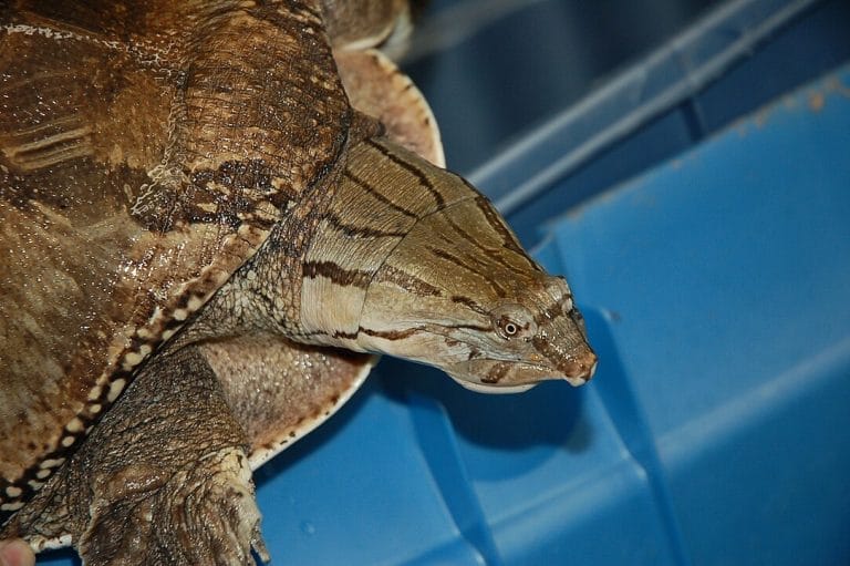 Cycloderma frenatum (Zambezi Flapshell Turtle)