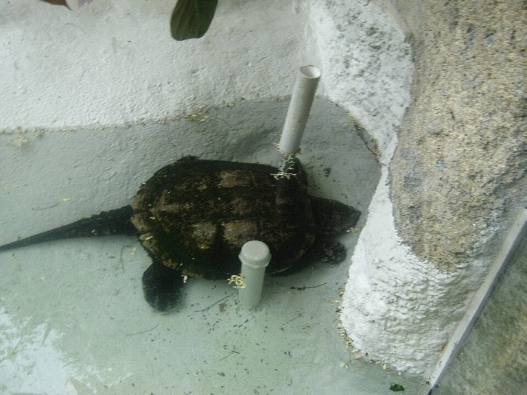 Chelydra acutirostris (South American snapping turtle)