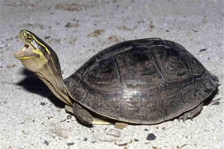 Cuora amboinensis (Amboina box turtle)