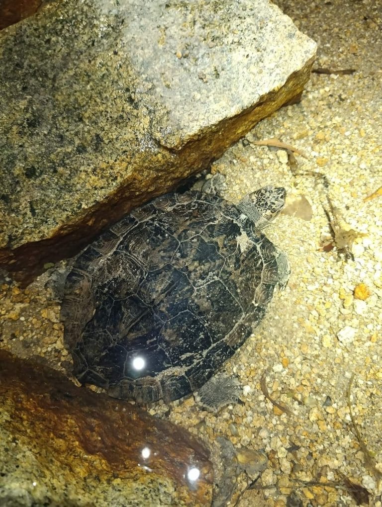 Cyclemys pulchristriata (Eastern black-bridged leaf turtle)