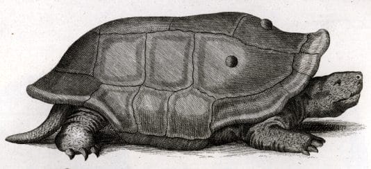 Cylindraspis indica (Reunion Giant Tortoise)