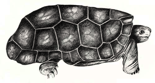 Cylindraspis peltastes (Domed Rodrigues Giant Tortoise)