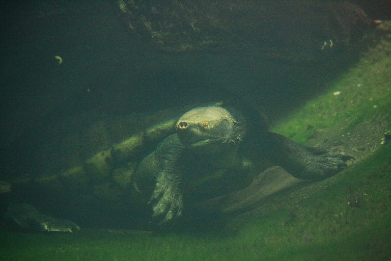 Dermatemys mawii (Central American River Turtle)