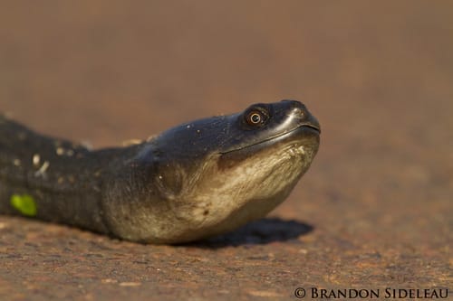 Elseya auramemoria (Guadalcanal snapping turtle)