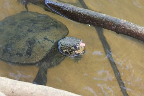 Elseya eidolon (Malaita snapping turtle)