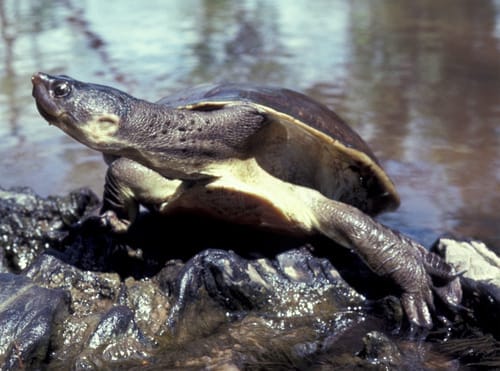 Elseya flaviventralis (Yellow-bellied Snapping Turtle)
