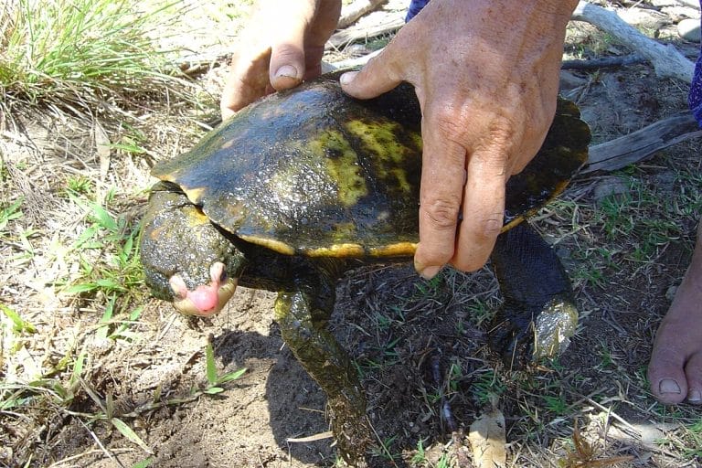 Elseya irwini (Irwin’s Snapping Turtle)