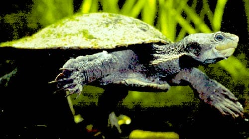 Elseya lavarackorum (Gulf Snapping Turtle)