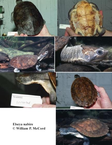 Elseya nabire (Nabire Snapping Turtle)
