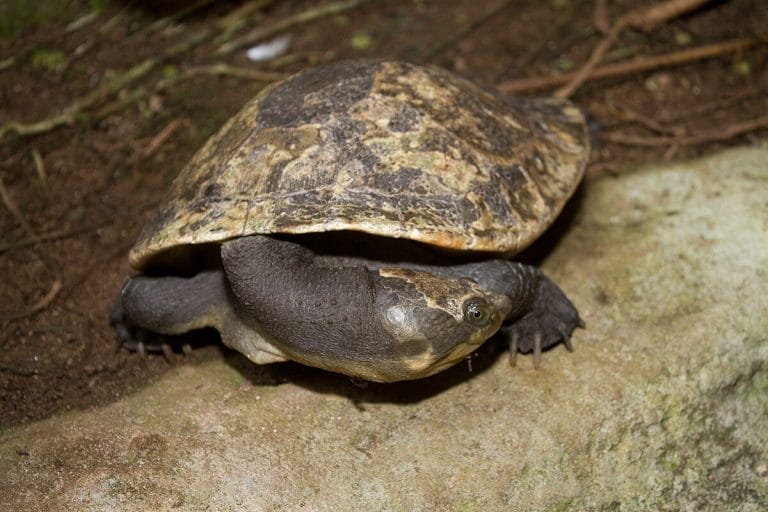 Elseya novaeguineae (New Guinea Snapping Turtle)