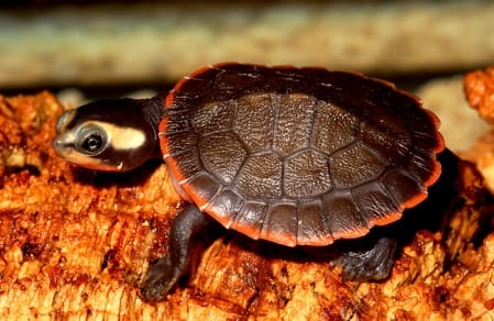 Emydura subglobosa (red-bellied short-necked turtle)