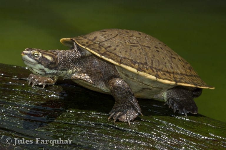 Emydura tanybaraga (Northern yellow-faced turtle)