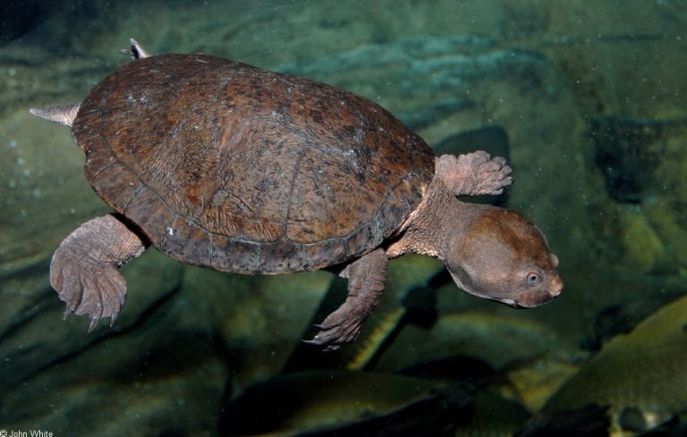 Emydura victoriae (Victoria River Red-faced Turtle)