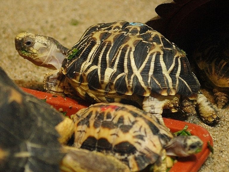 Geochelone platynota (Burmese Star Tortoise)