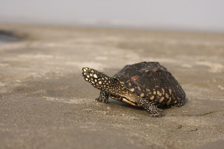 Geoclemys hamiltonii (Black Pond Turtle)