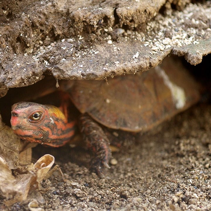 Geoemyda japonica (Ryukyu Black-breasted Leaf Turtle)