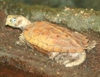Geoemyda spengleri (Black-breasted Leaf Turtle)