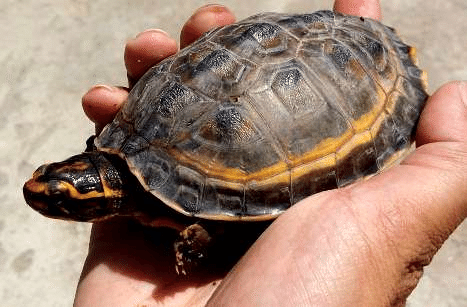 Hardella thurjii (Crowned River Turtle)