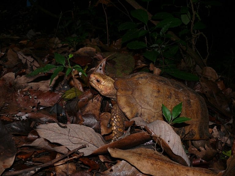 Indotestudo travancorica (Travancore Tortoise)