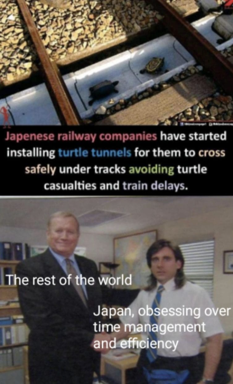 100 Funny Turtle Memes & AI Turtle Pics – The Turtle Hub