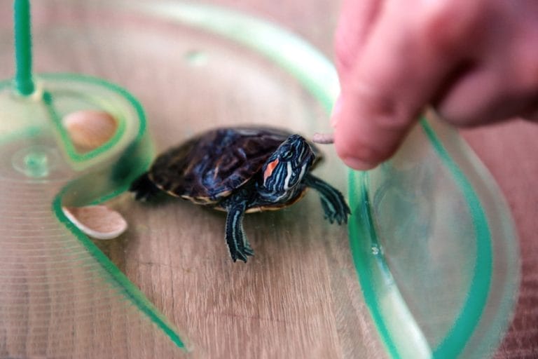 10 Surprising Turtle Shell Care Hacks to Keep Your Pet Happy