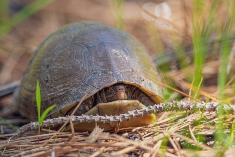 20 Indoor Tortoise Enclosures Ideas That Are Too Good To Ignore