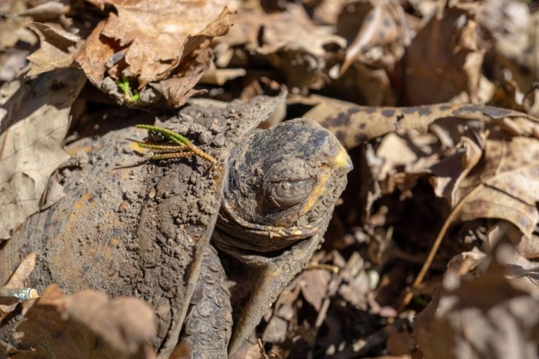 11 Turtle Hibernation Facts You Haven’t Heard Before!