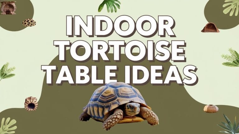 10 Genius Tortoise Table Ideas for a Happy, Healthy Pet