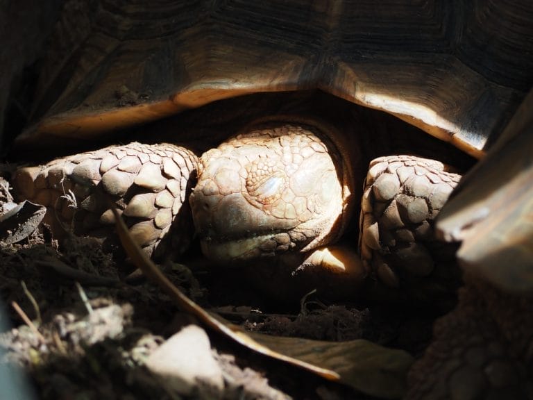 The 5 Longest-Living Tortoise Species and How They Age Gracefully