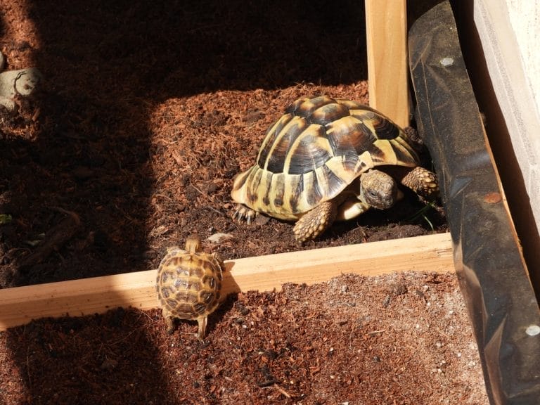 Testudo hermanni (Hermann’s Tortoise)