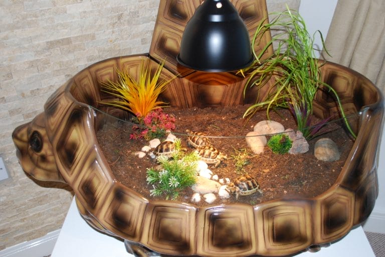 5 Must-Have Features in a Tortoise Enclosure (And How This House Has Them All)