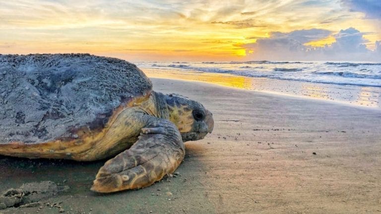 Former Turtle Poachers Now Protecting Them — What Changed?