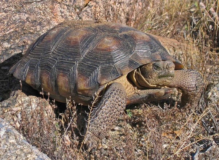 Gopherus morafkai (Sonoran Desert Tortoise)