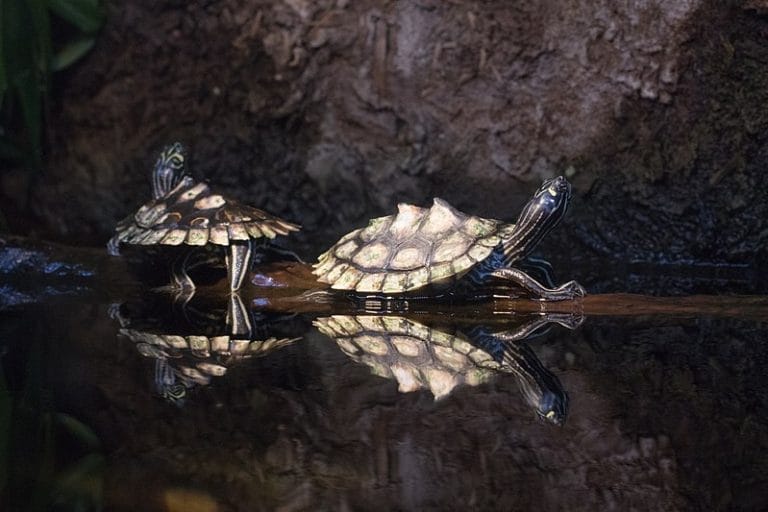 Graptemys oculifera (Ringed Map Turtle)
