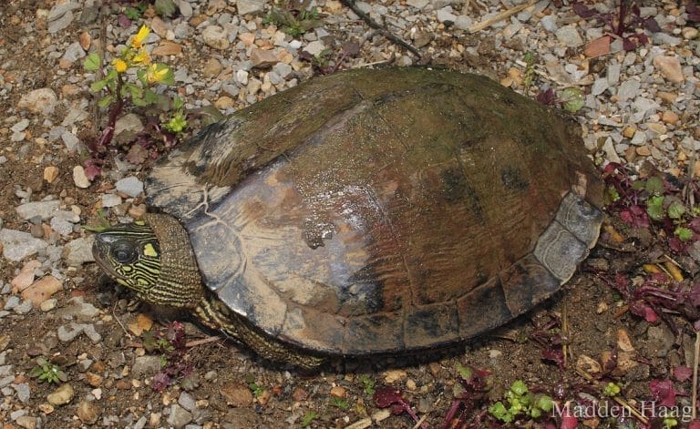 Graptemys ouachitensis (Ouachita Map Turtle)