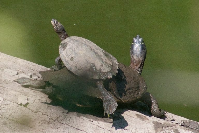 Graptemys pseudogeographica (False Map Turtle)