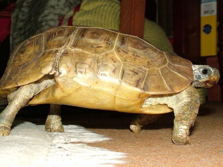 Kinixys belliana (Bell’s Hinge-back Tortoise)
