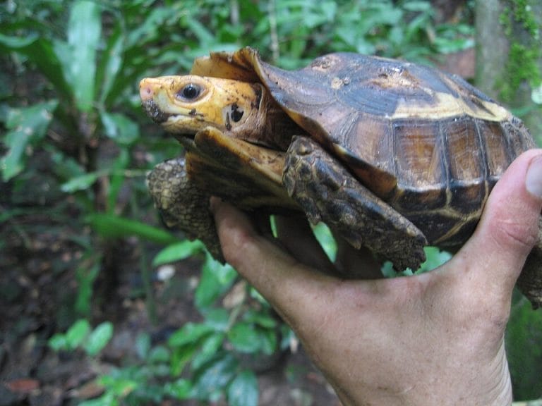 Kinixys erosa (forest hinge-back tortoise)
