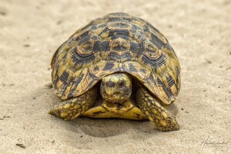 Kinixys zombensis (Eastern Hinged-Back Tortoise)