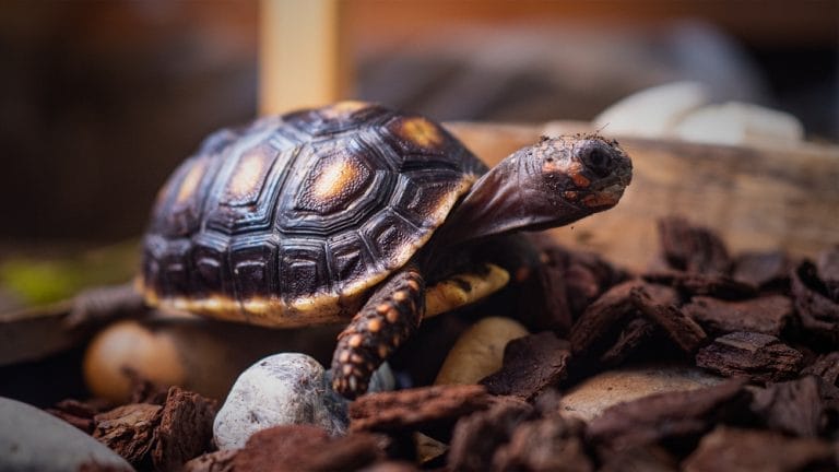 Keeping Red-Footed Tortoises Happy and Healthy: Your Go-To Care Guide