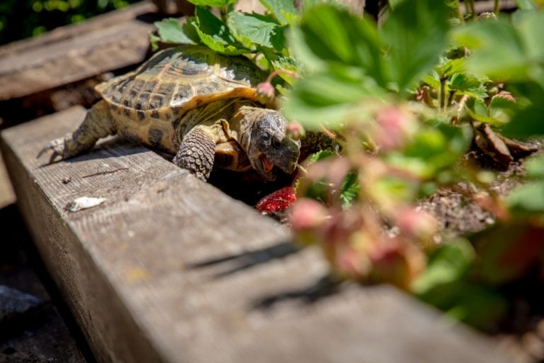 Testudo horsfieldii (Russian Tortoise)