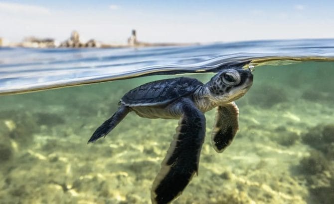 11 Ways Sea Turtles Quietly Run the Ocean