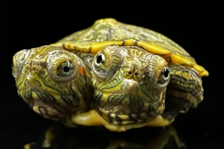 Two-Headed Turtle in New Jersey Defies Odds, Surviving Despite Major Challenges