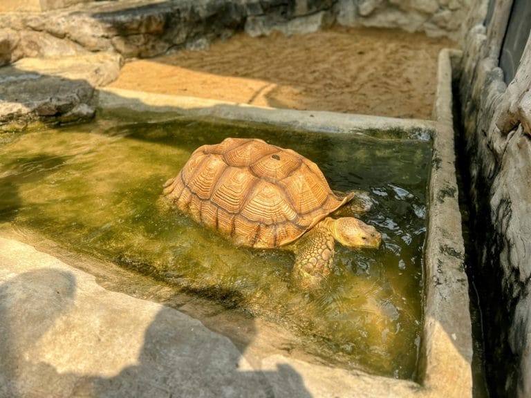 10 Genius Tortoise Pool Ideas That Will Make Your Pet’s Summer Unforgettable