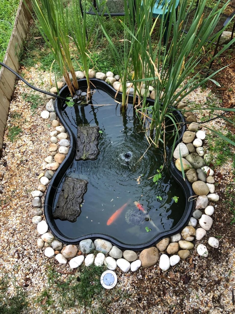 14 Easy Steps to Make an Outdoor Turtle Enclosure Even If You Know ...