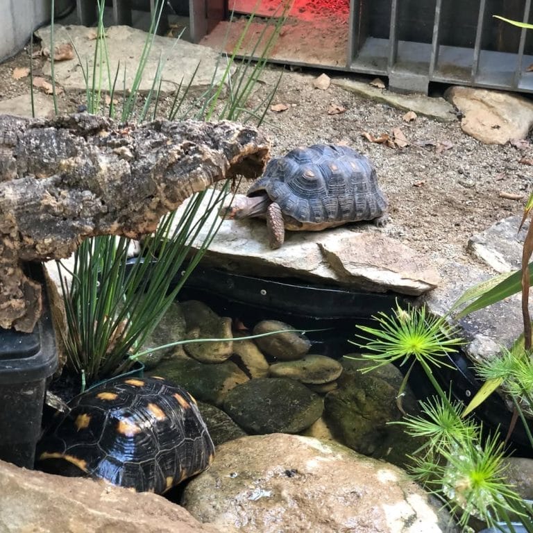 You Won’t Believe How Easy These 10 Tortoise Pond Ideas Are to Build!