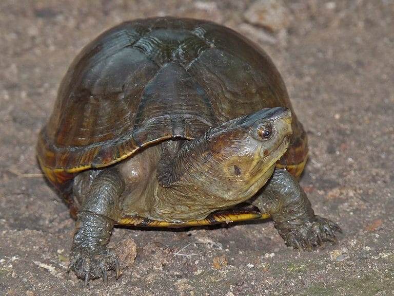 Kinosternon alamosae (Alamos Mud Turtle)