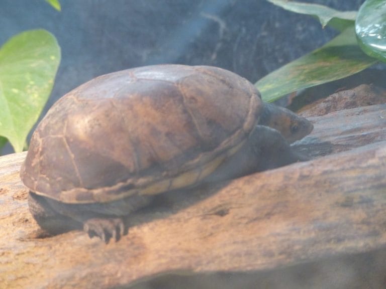 Kinosternon angustipons (Central American Mud Turtle)