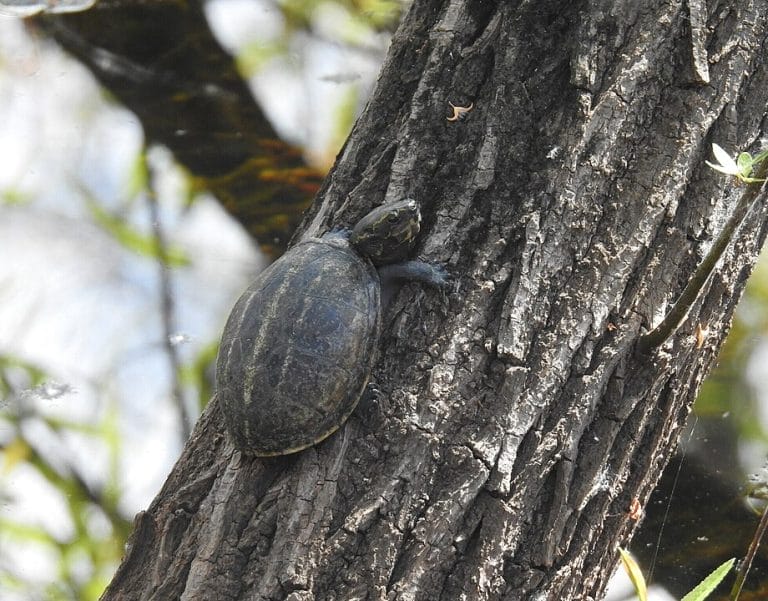 Kinosternon baurii (Striped Mud Turtle)