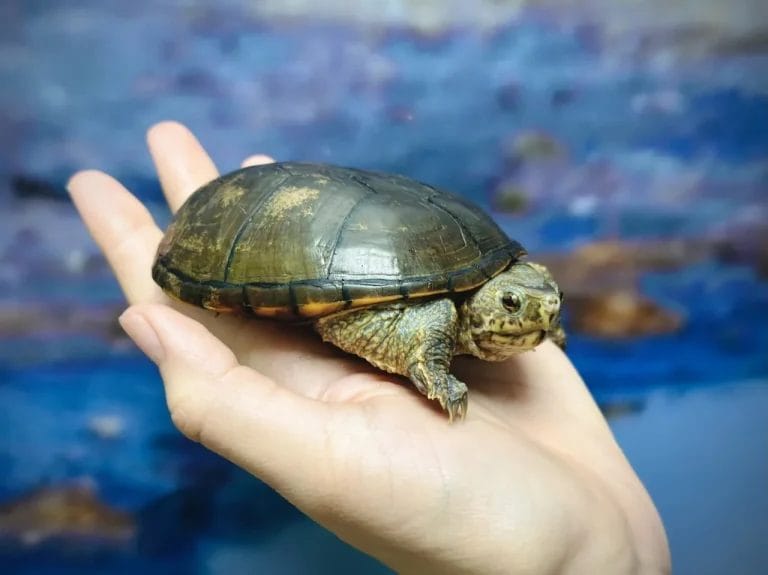 Kinosternon cora (Cora Mud Turtle)